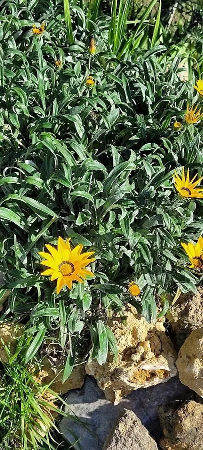 Farma Agriturismo Il Poggio Casale Marittimo Itálie