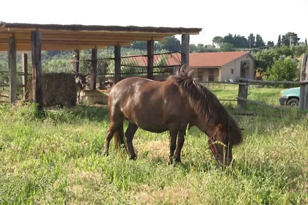 Farm stay Agriturismo Il Poggio Casale Marittimo